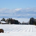 初雪