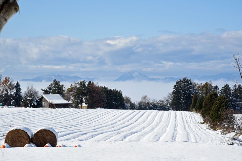 初雪